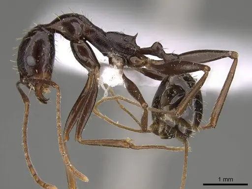 Aphaenogaster jolantae specimen