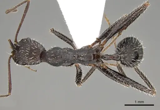 Aphaenogaster karpathica specimen