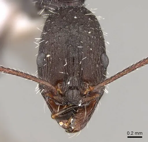 Aphaenogaster karpathica specimen