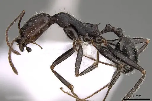 Aphaenogaster karpathica specimen