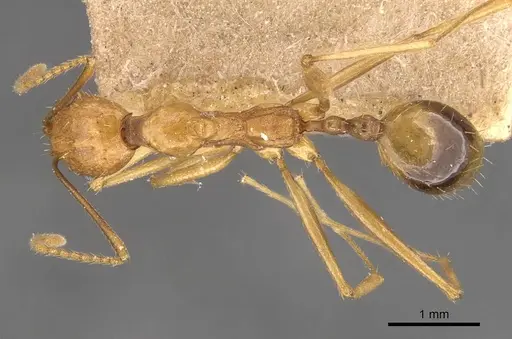 Aphaenogaster kervillei specimen