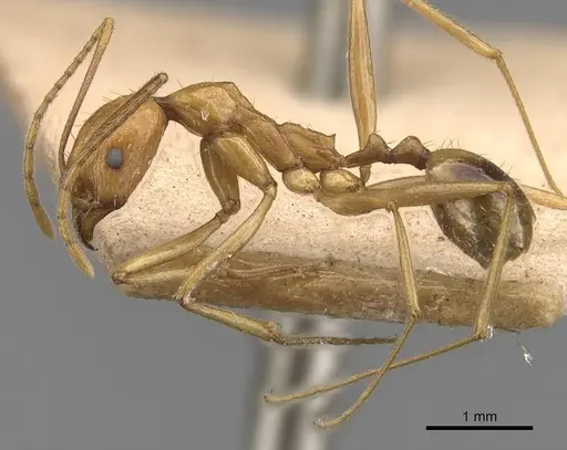 Aphaenogaster kervillei specimen