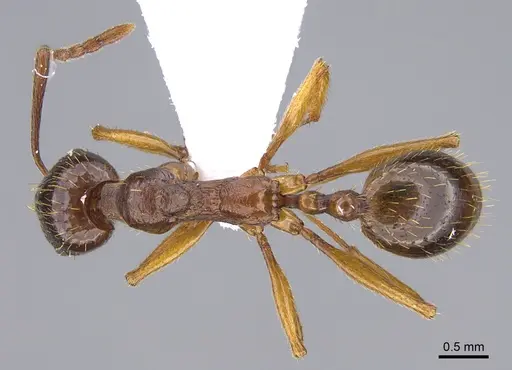 Aphaenogaster kurdica specimen