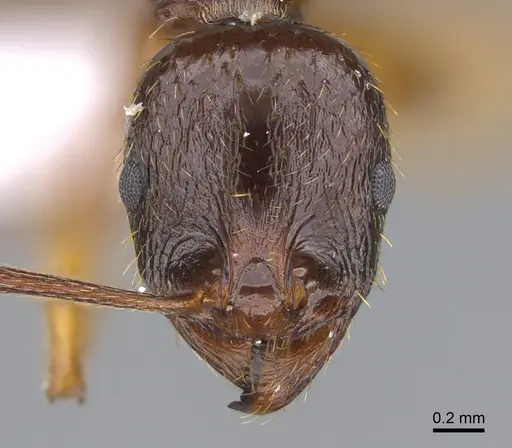 Aphaenogaster kurdica specimen