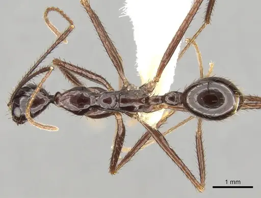 Aphaenogaster laevior specimen