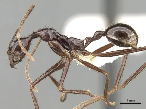 Aphaenogaster laevior specimen