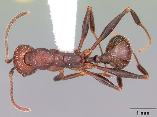 Aphaenogaster lamellidens specimen