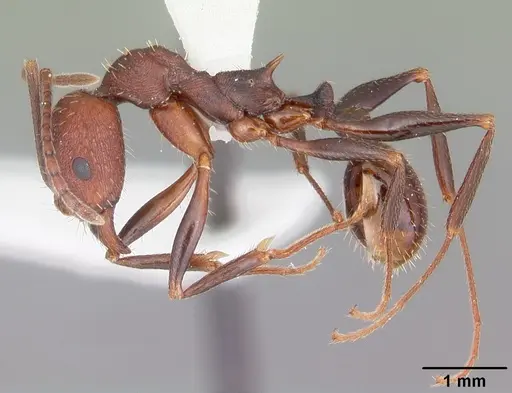 Aphaenogaster lamellidens specimen