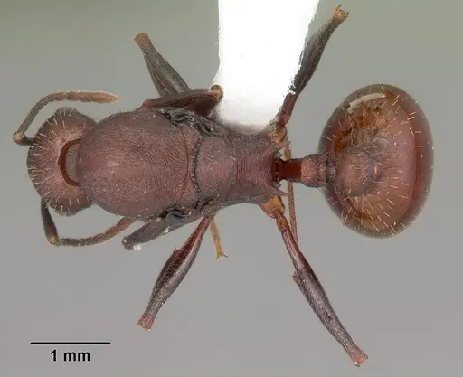 Aphaenogaster lamellidens - CASENT0103592