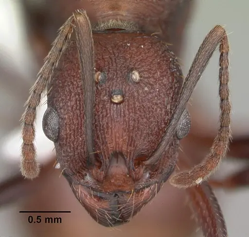 Aphaenogaster lamellidens - CASENT0103592