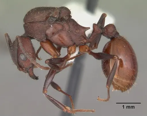 Aphaenogaster lamellidens - CASENT0103592
