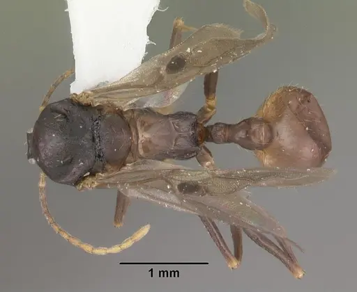 Aphaenogaster lamellidens - CASENT0103593