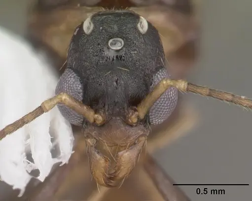 Aphaenogaster lamellidens - CASENT0103593