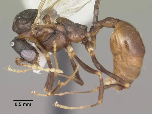 Aphaenogaster lamellidens - CASENT0103593