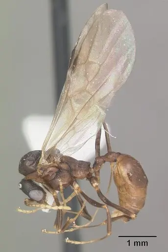 Aphaenogaster lamellidens - CASENT0103593