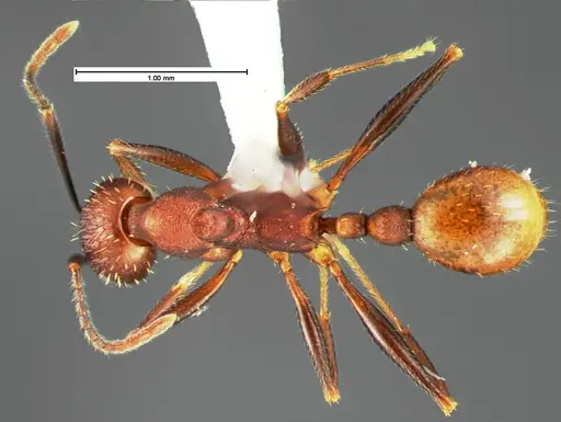 Aphaenogaster lamellidens - CASENT0105570