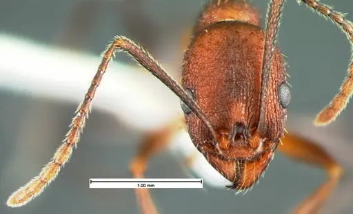 Aphaenogaster lamellidens - CASENT0105570