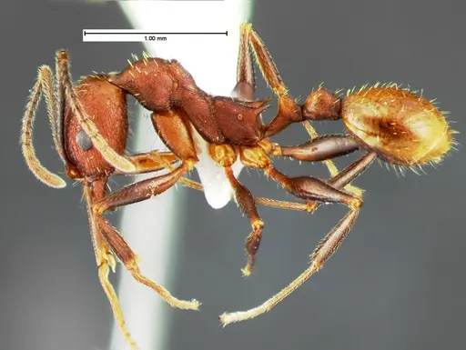 Aphaenogaster lamellidens - CASENT0105570
