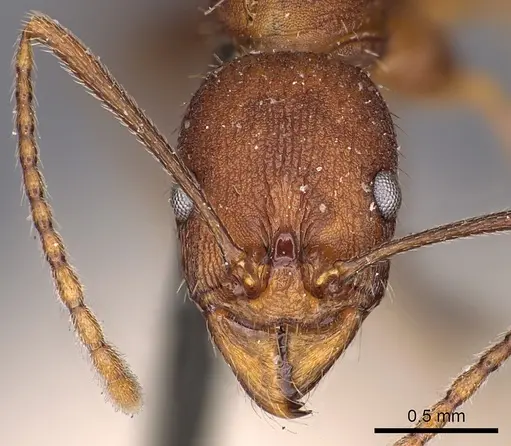 Aphaenogaster lamellidens - CASENT0900413