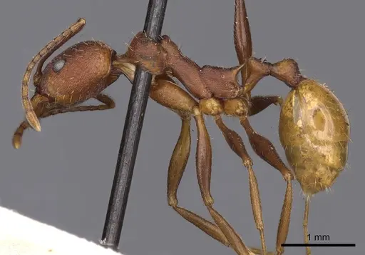 Aphaenogaster lamellidens - CASENT0900413