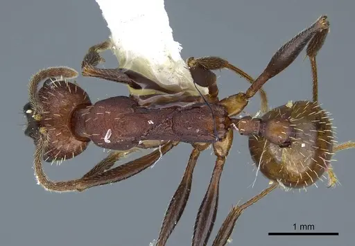 Aphaenogaster lamellidens - CASENT0914470