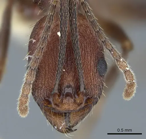 Aphaenogaster lamellidens - CASENT0914470