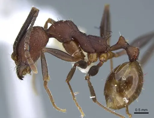 Aphaenogaster lamellidens - CASENT0914470