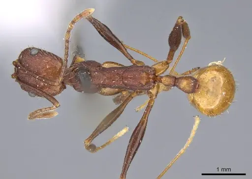 Aphaenogaster lamellidens - CASENT0919793