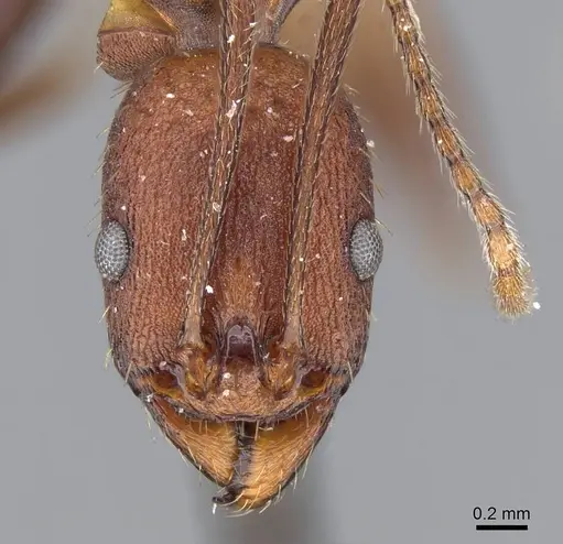 Aphaenogaster lamellidens - CASENT0919793