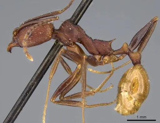 Aphaenogaster lamellidens - CASENT0919793