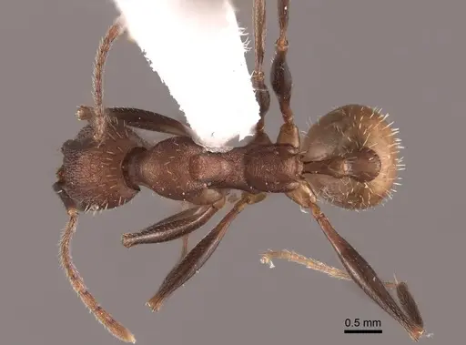 Aphaenogaster lamellidens - FMNHINS0000062928