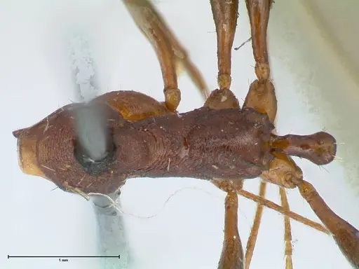 Aphaenogaster lamellidens - FOCOL1229
