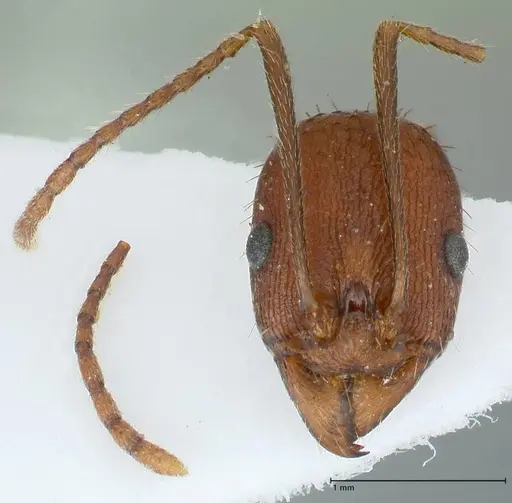 Aphaenogaster lamellidens - FOCOL1229