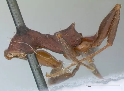 Aphaenogaster lamellidens - FOCOL1229