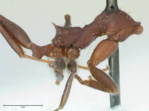 Aphaenogaster lamellidens - FOCOL1229