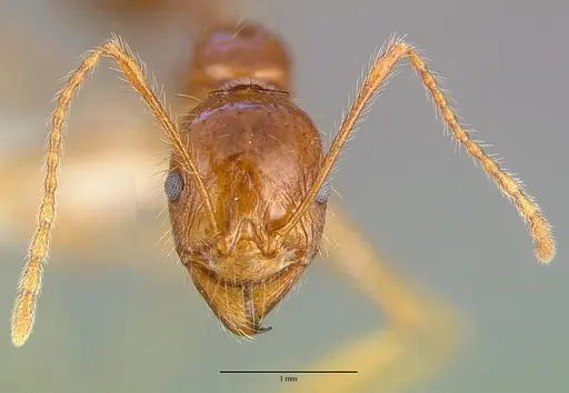 Aphaenogaster longiceps specimen