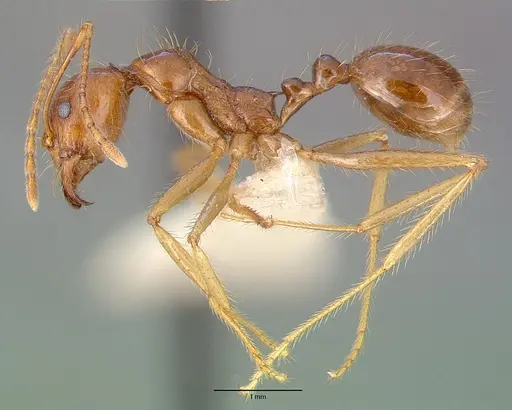Aphaenogaster longiceps specimen