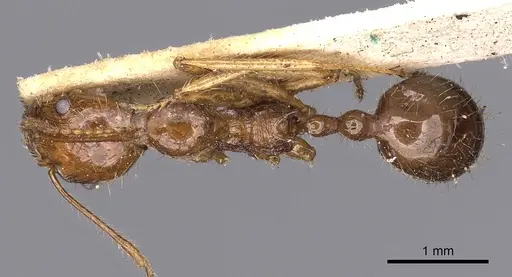 Aphaenogaster longiceps - CASENT0900420