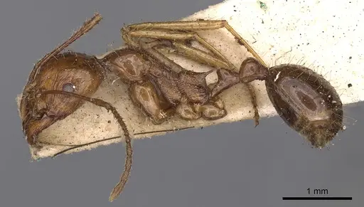 Aphaenogaster longiceps - CASENT0900420
