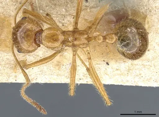 Aphaenogaster longiceps - CASENT0904157