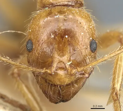 Aphaenogaster longiceps - CASENT0904157