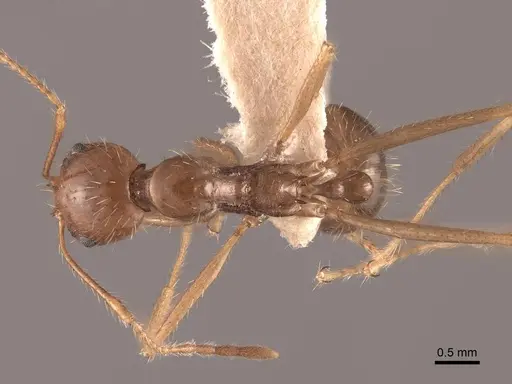 Aphaenogaster longiceps - FMNHINS0000049632