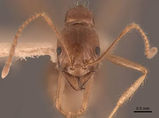 Aphaenogaster longiceps - FMNHINS0000049632