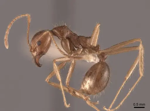 Aphaenogaster longiceps - FMNHINS0000049632