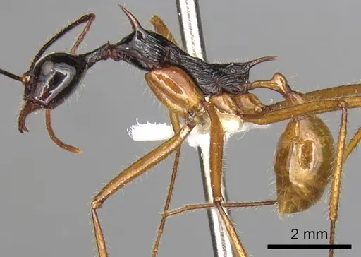 Aphaenogaster loriai specimen