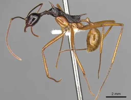Aphaenogaster loriai - CASENT0900358