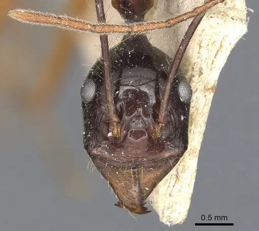 Aphaenogaster loriai - CASENT0904189