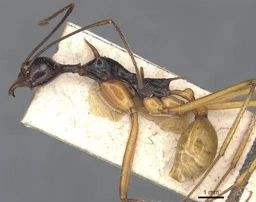 Aphaenogaster loriai - CASENT0904189