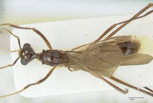 Aphaenogaster loriai - FOCOL1217