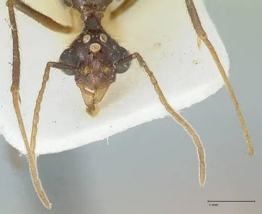 Aphaenogaster loriai - FOCOL1217